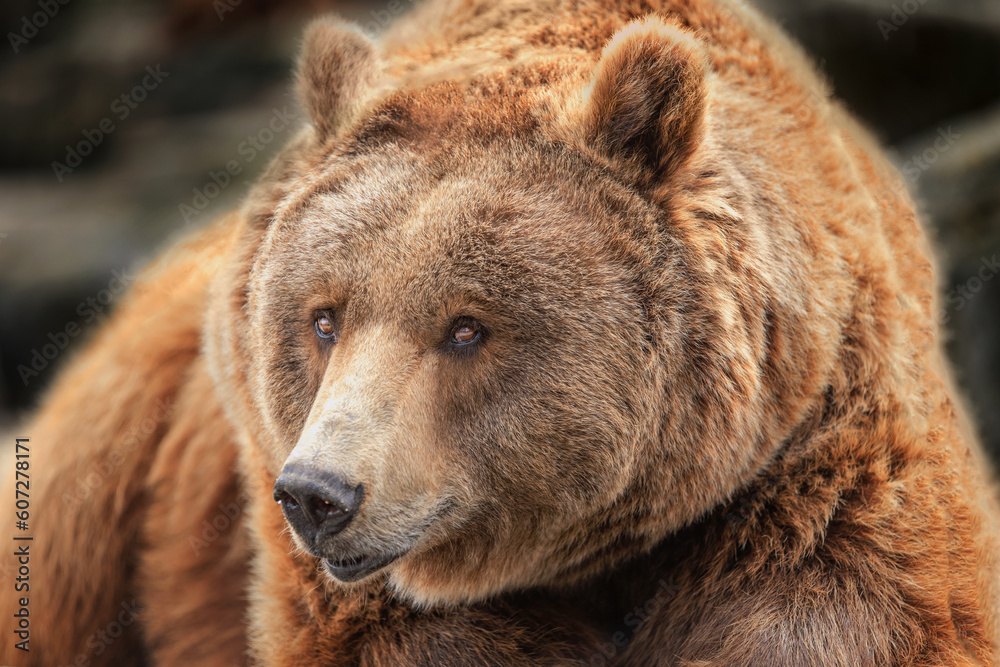 portrait of a brown bear