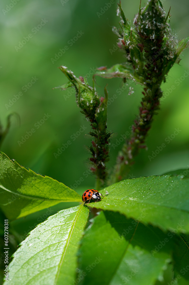 Ladybug crawls on a green leaf
Ladybug crawls on a green leaf