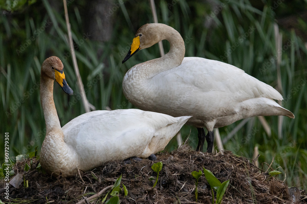 Obraz premium A whooper swan pair in their nest