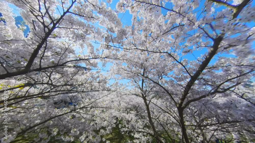 Blooming Japanese Cherry Trees in Vilnius Sakura Park on a Sunny Day. Slow Motion Moving Backwards Lift-Up Shot. Blooming Japanese Cherry Trees in Vilnius Sakura Park on a Sunny Day. Slow Motion Moving Backwards Lift-Up Shot.
