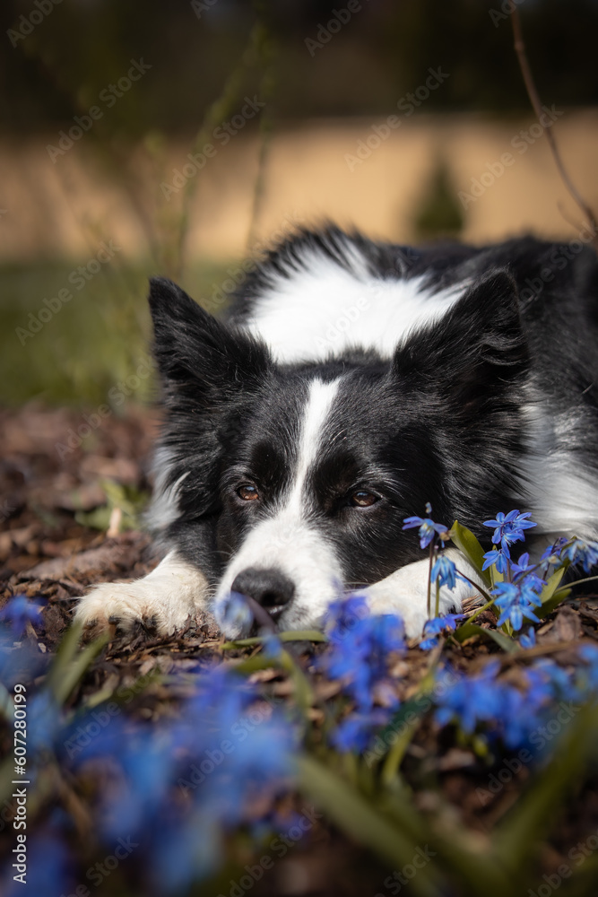 Border Collie Lies Down near Spring Flowers. Vertical Portrait of Blooming Plant with Black and White Dog Outside.