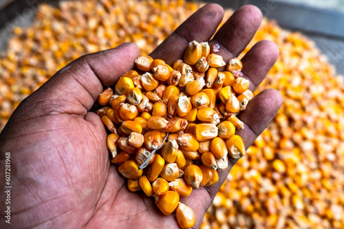 Bulk of yellow corn grains texture. Yellow corn as background with moisture test in hand. The scientific name is Zea Mays