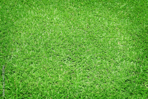 Grass field / Green grass background