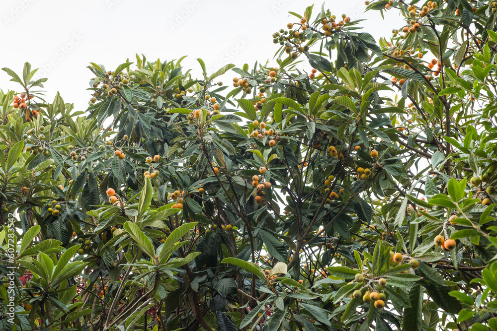 Loquat fruits on the tree. Fruits of loquat on branch with leaves Loquat fruits on the tree. Fruits of loquat on branch with leaves