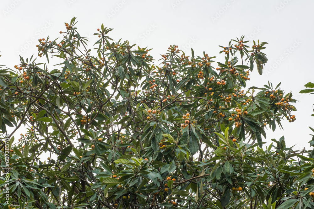 Loquat fruits on the tree. Fruits of loquat on branch with leaves