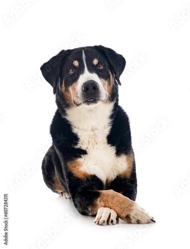 adult Appenzeller Sennenhund