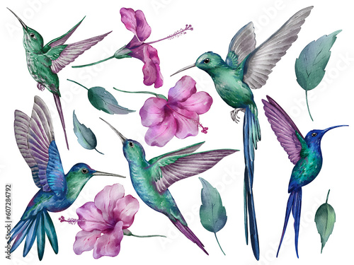 Hummingbirds set in watercolor style isolated on a white background. Hand-drawn watercolor floral illustration on transparent background