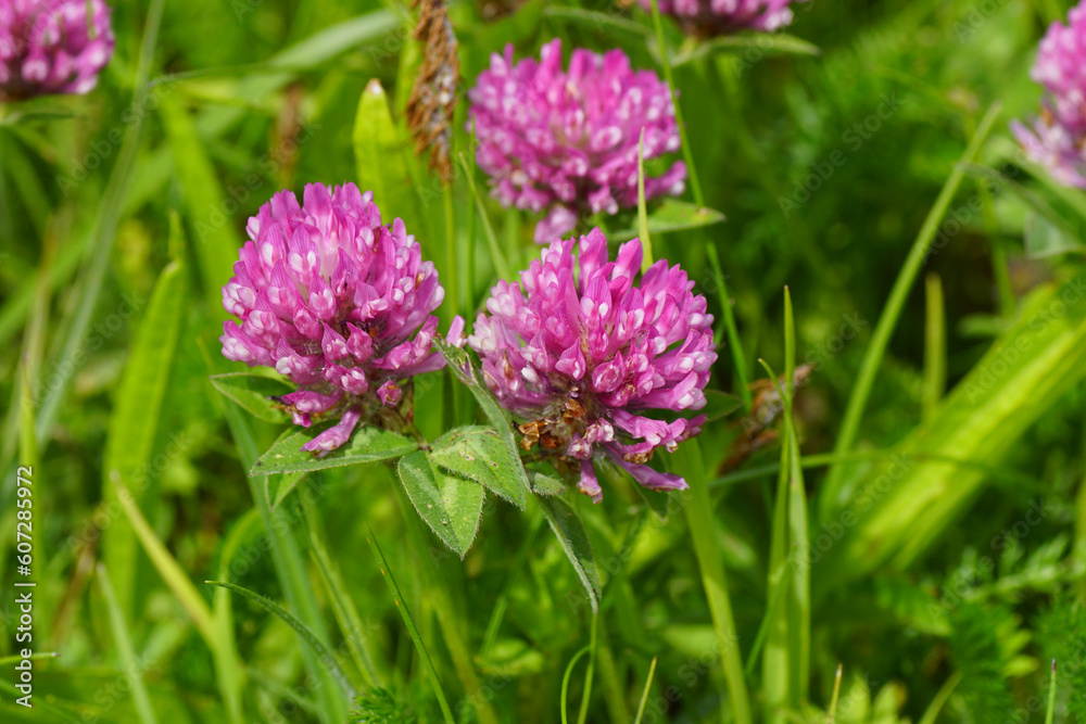 Close up flowers of pink clover (Trifolium pratense), bean family Fabaceae in the grass. Spring, may Close up flowers of pink clover (Trifolium pratense), bean family Fabaceae in the grass. Spring, may