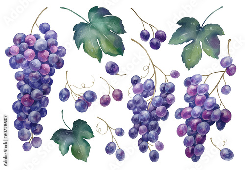 Grapes illustration set in watercolor style isolated on a white background. Hand-drawn watercolor floral illustration on transparent background