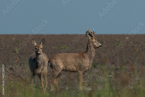 Roebuck capital in the grass