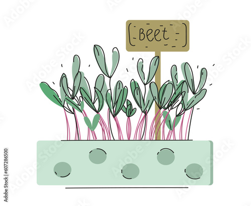 Beet Micro greens in a container. Healthy vegan food. Vector illustration in doodle style isolated on white background.