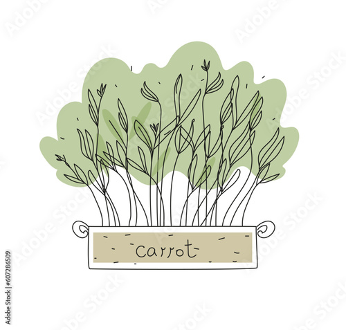 Carrot  Micro greens in a container. Healthy vegan food. Vector illustration in doodle style isolated on white background.