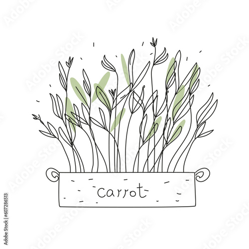 Carrot  Micro greens in a container. Healthy vegan food. Vector illustration in doodle style isolated on white background.