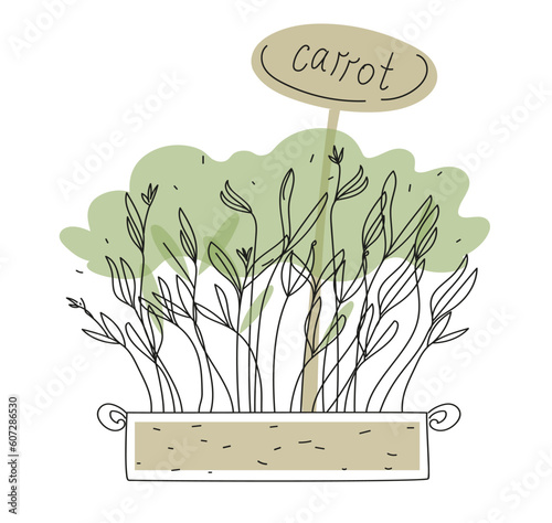 Carrot Micro greens in a container. Healthy vegan food. Vector illustration in doodle style isolated on white background.
