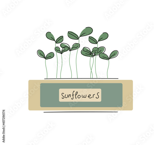 Sunflowers Micro greens in a container. Healthy vegan food. Vector illustration in doodle style isolated on white background.
