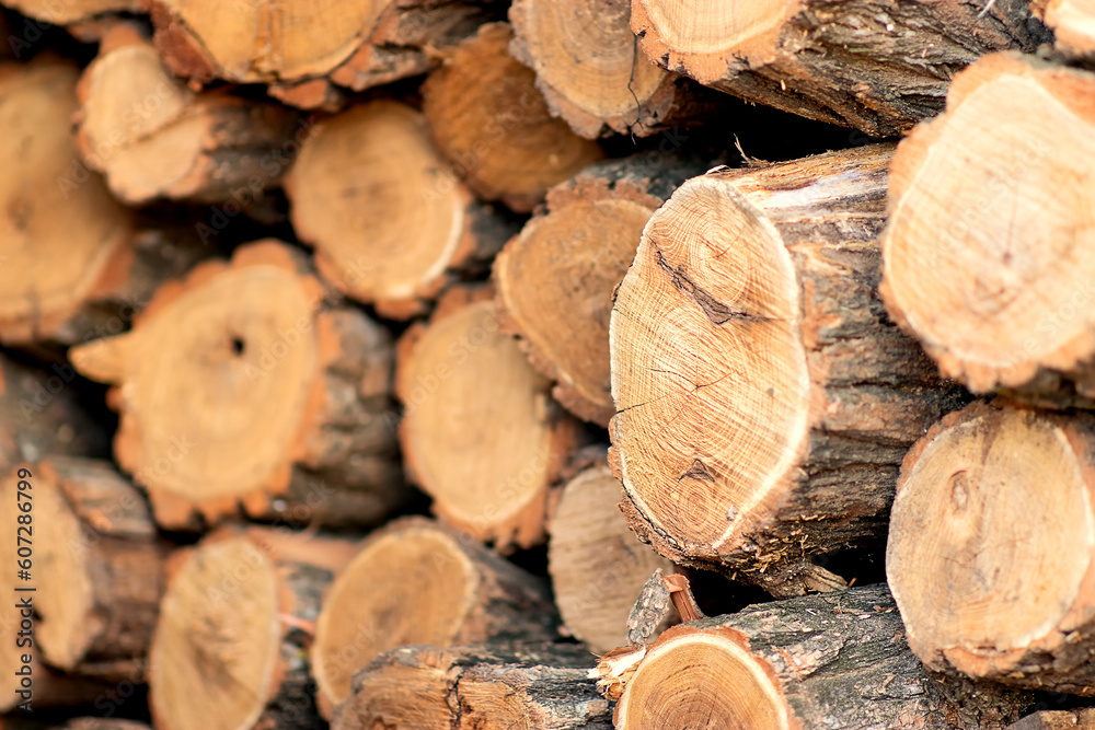 on a spring evening, the woodpile is filled with the rays of the setting sun, light, shadows, partial shade are well transmitted on a spring evening, the woodpile is filled with the rays of the setting sun, light, shadows, partial shade are well transmitted