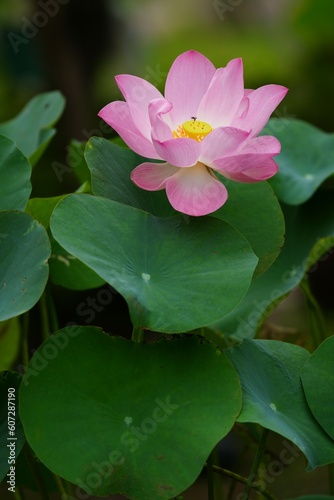 A large pink lotus flower in the background is a large green lotus leaf.