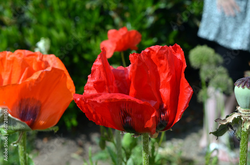 Papaver Orientale photo