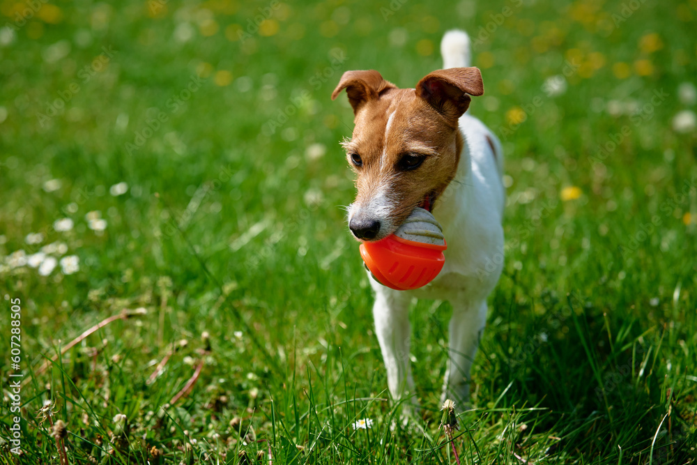 Active dog playing with toy ball on green grass at summer day. Pet walking in park. Jack Russell terrier portrait Active dog playing with toy ball on green grass at summer day. Pet walking in park. Jack Russell terrier portrait
