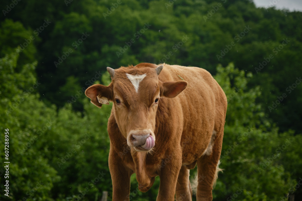 One red spotted cow in village in green forest. Concept agricultural industry. Brown young bull calf walks in summer and licks his nose with tongue. Insects flying around. Front view close portrait.