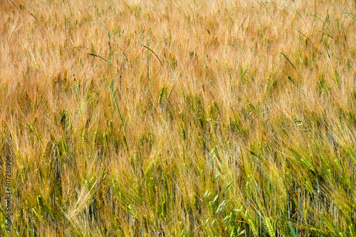 Foto scattata ad un campo di grano attorno alle colline di Tassarolo. © Diego