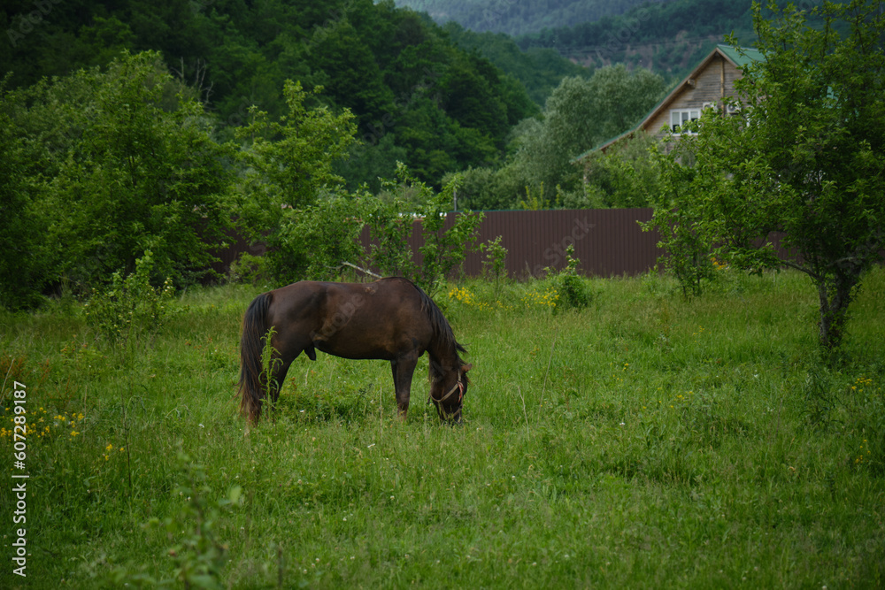 Beautiful brown horse standing in field tied to tree in village near houses and grazing eating green fresh grass. The stallion Full-length portrait . Side view. Beautiful brown horse standing in field tied to tree in village near houses and grazing eating green fresh grass. The stallion Full-length portrait . Side view.