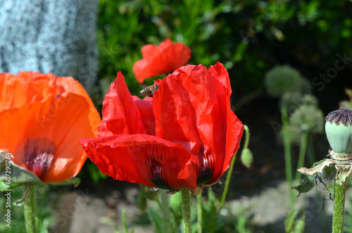 Papaver Orientale photo