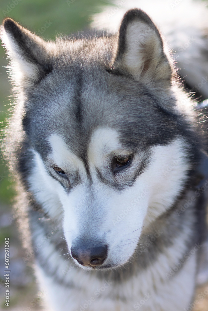 Siberian Husky portrait close-up face with white and gray coat color and brown eyes
