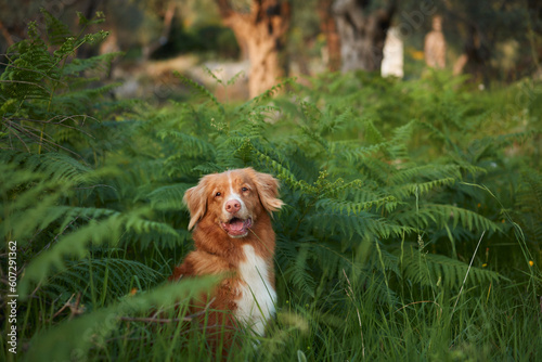 dog in the fern. Nova Scotia duck tolling retriever in nature. Toller in the forest