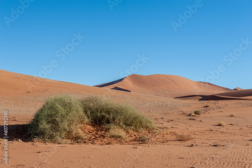 Landscape shot of the sand dunes and scattered trees near Sossusvlei  Namibia