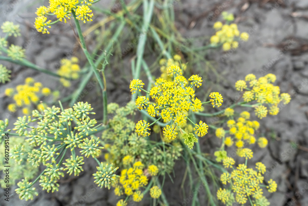 close-up dill plant in selective focus. Fresh dill (Anethum graveolens) growing on the vegetable bed. Annual herb, family Apiaceae. Growing fresh herbs. Green plants in the garden close-up dill plant in selective focus. Fresh dill (Anethum graveolens) growing on the vegetable bed. Annual herb, family Apiaceae. Growing fresh herbs. Green plants in the garden