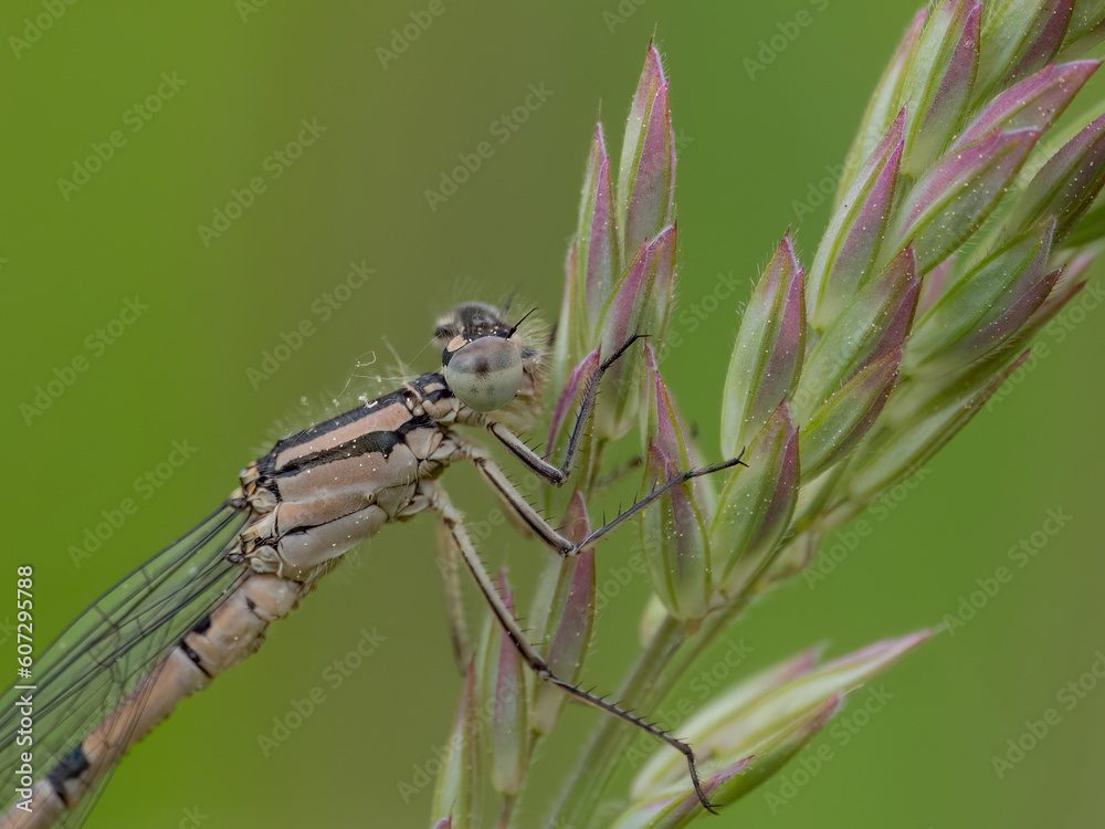 dragonfly on a leaf dragonfly on a leaf