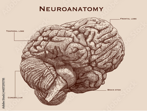 Vintage, pen and ink neuroanatomy scheme. Lower oblique view.