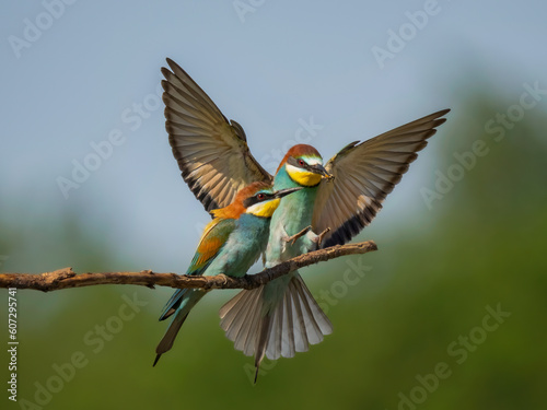 bee-eater photo