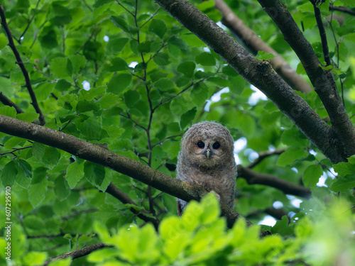 tawny owl 