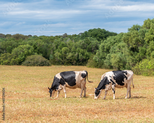 Obraz na plátně Two dairy cows grazing in a field - image of two beautiful cows with copy space