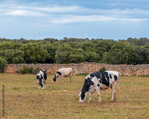 A group of three beautiful dairy cows grazing in a stunning natural environment on a sunny day - Menorca cows, spain