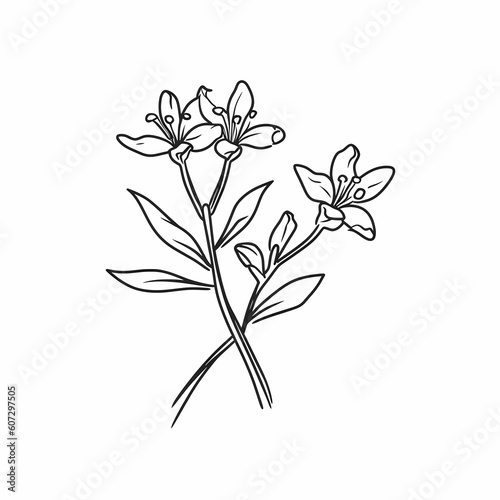 Black Line Art Of Jasmine Flower Illustration