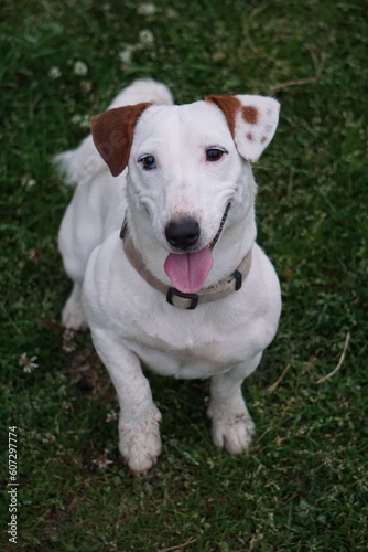 jack russell terrier puppy