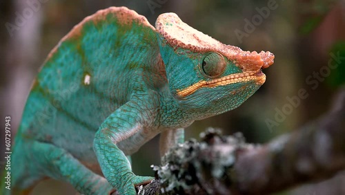 A Madagascar giant chameleon sits lurking on a branch
