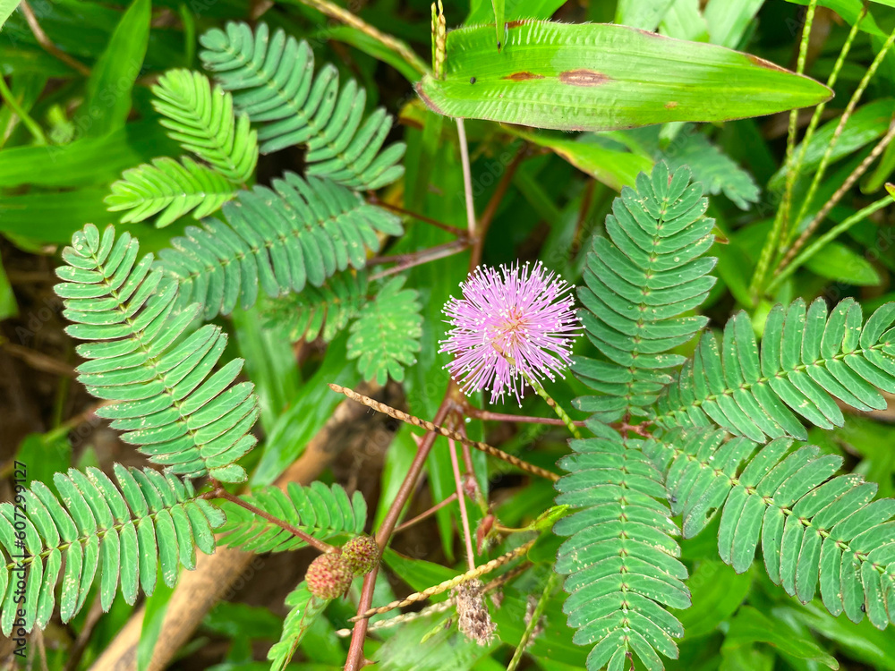 Beautiful Mimosa pudica flower or Touch me not or sensitive plant grow in the middle of a bush or grass Beautiful Mimosa pudica flower or Touch me not or sensitive plant grow in the middle of a bush or grass