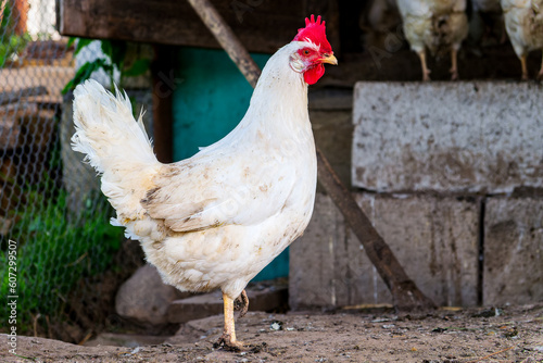 A white hen in the henhouse. Close-up view from the side