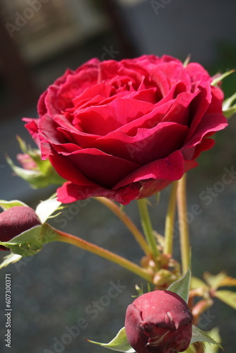 red rose on green background