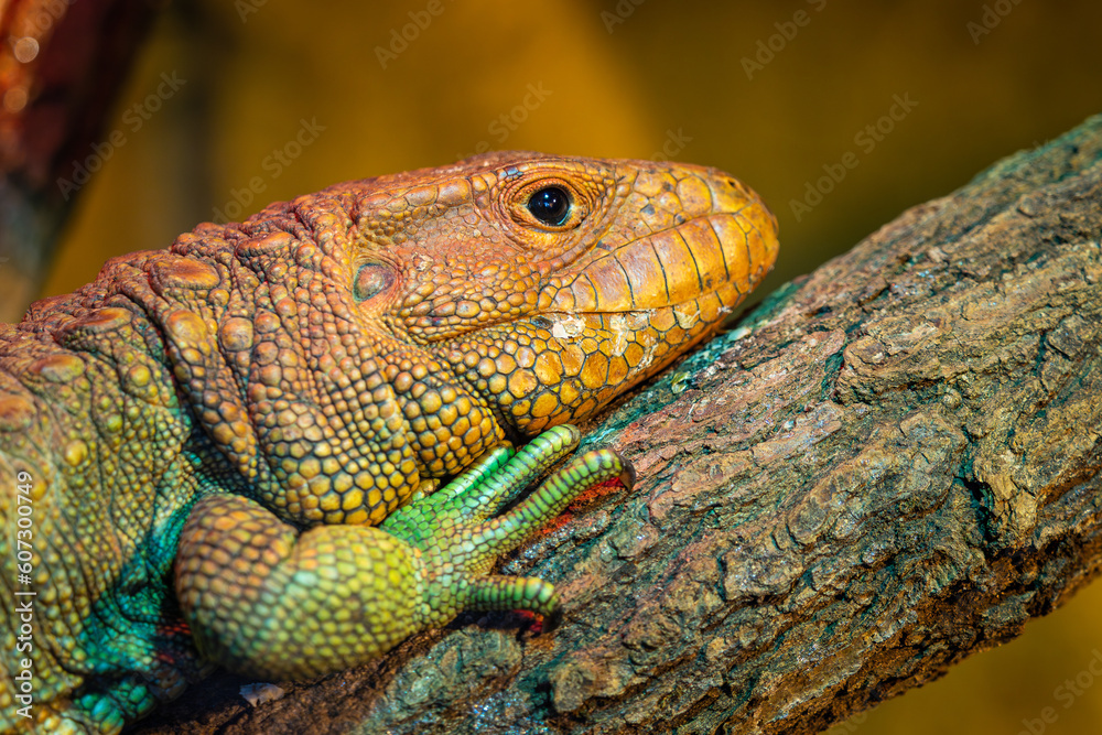 Naklejka premium Northern Caiman Lizard on the trunk, Dracaena guianensis
