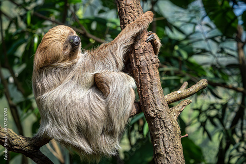 Relaxed sleepy Linnaeus's two-toed sloth, Choloepus didactylus photo
