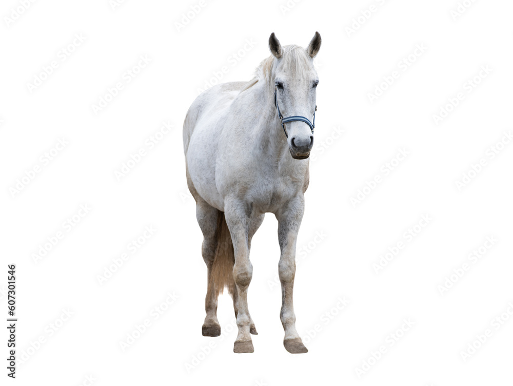 white thoroughbred horse isolated on white white thoroughbred horse isolated on white