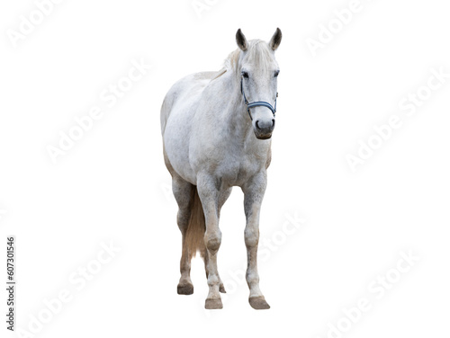 white thoroughbred horse isolated on white