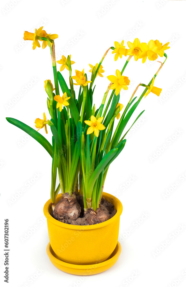 Obraz premium Potted blooming yellow daffodil spring flowers isolated on white background
