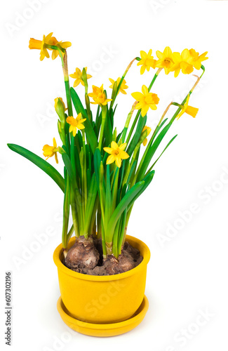 Potted blooming yellow daffodil spring flowers isolated on white background