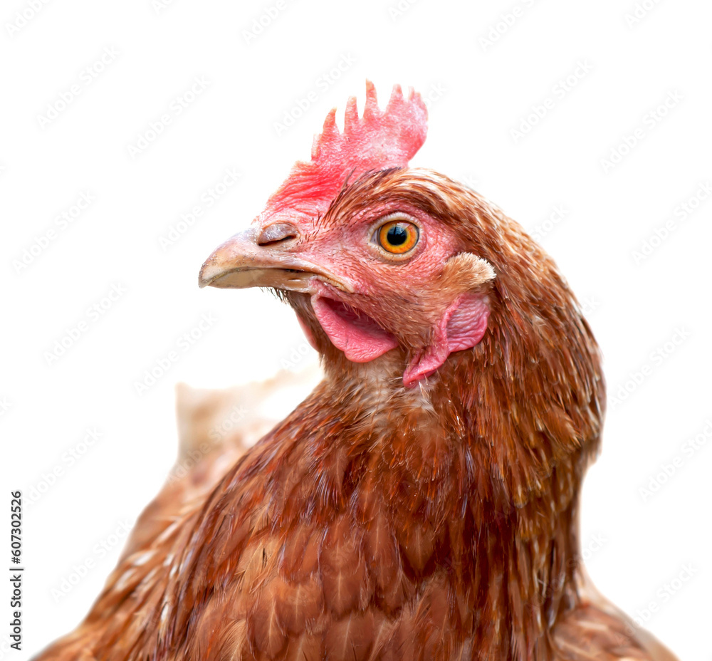 A red laying hen lives on an organic farm. Raising poultry for meat and eggs A red laying hen lives on an organic farm. Raising poultry for meat and eggs